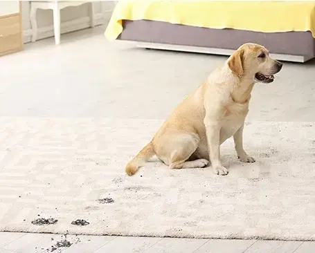 Dirty footprints of dog cleaning | Myers Flooring of Nashville